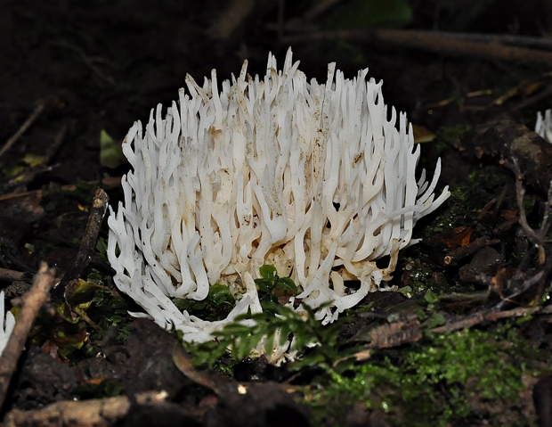 pastrapačka (Kunzova) Ramariopsis kunzei (Fr.) Corner