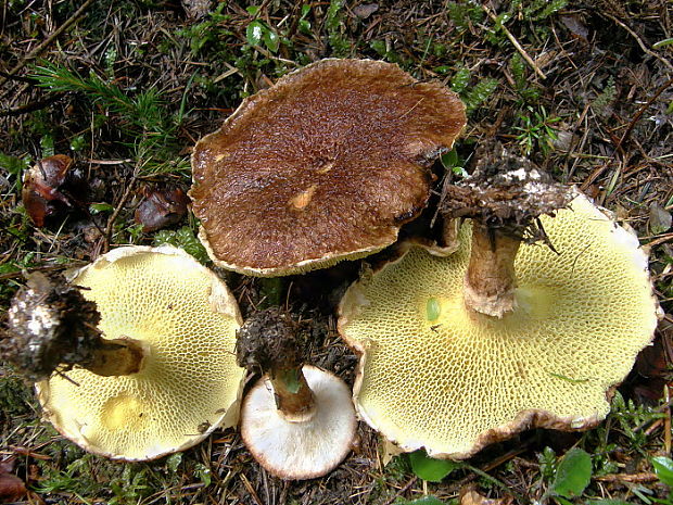 hríbovec dutohlúbikový Suillus cavipes (Opat.) A.H. Sm. & Thiers