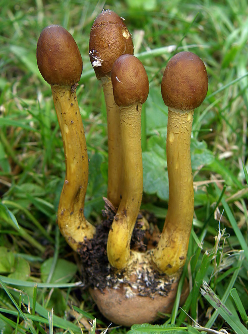 žezlovka hlavičkatá Tolypocladium capitatum (Holmsk.) Quandt, Kepler & Spatafora