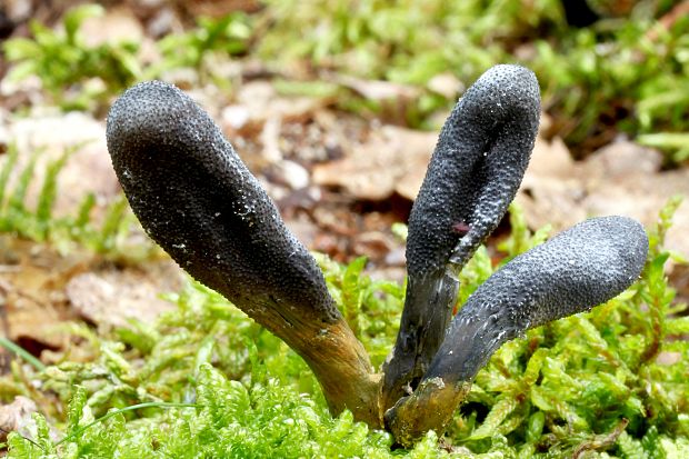 žezlovka srnková Tolypocladium ophioglossoides (J.F. Gmel.) Quandt, Kepler & Spatafora