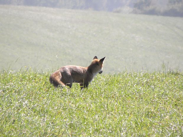 liška