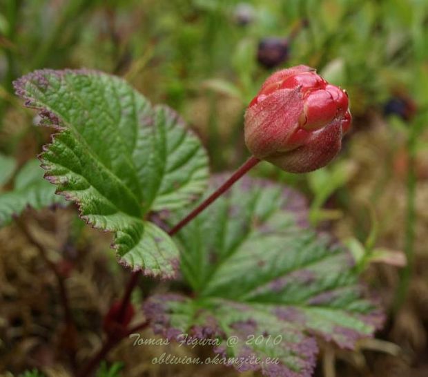 ostružina morušková (moruška) / ostružinník moruška rubus chamaemorus