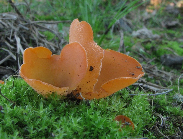 tanierovka oranžová Aleuria aurantia (Pers.) Fuckel