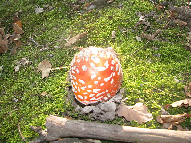 muchotrávka červená Amanita muscaria (L.) Lam.