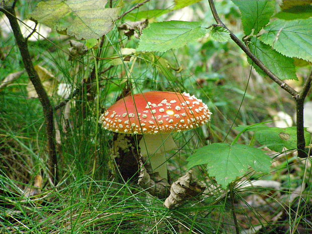 muchotrávka červená Amanita muscaria (L.) Lam.