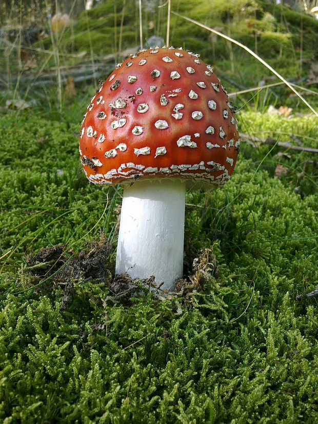 muchotrávka červená Amanita muscaria (L.) Lam.