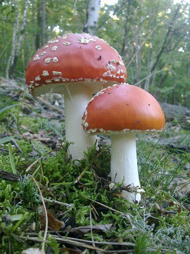 muchotrávka červená Amanita muscaria (L.) Lam.