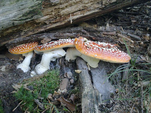 muchotrávka červená Amanita muscaria (L.) Lam.