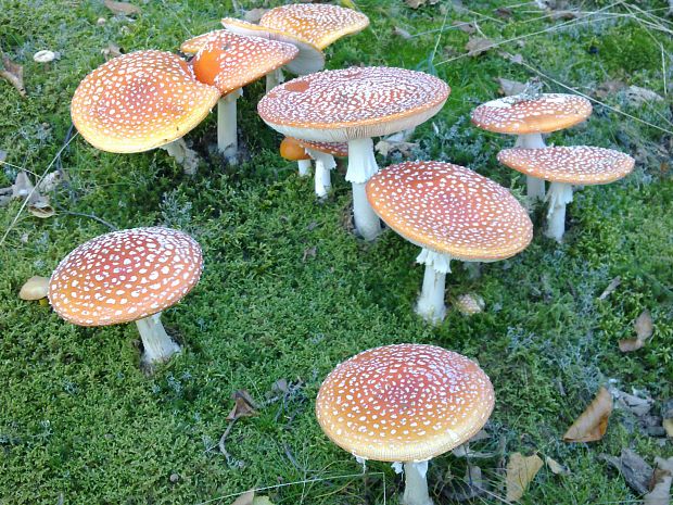 muchotrávka červená Amanita muscaria (L.) Lam.