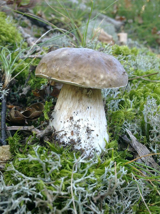 hríb smrekový Boletus edulis Bull.