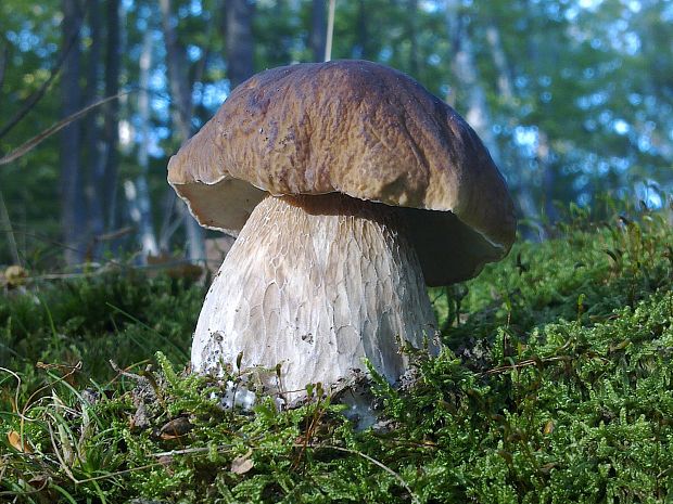 hríb smrekový Boletus edulis Bull.