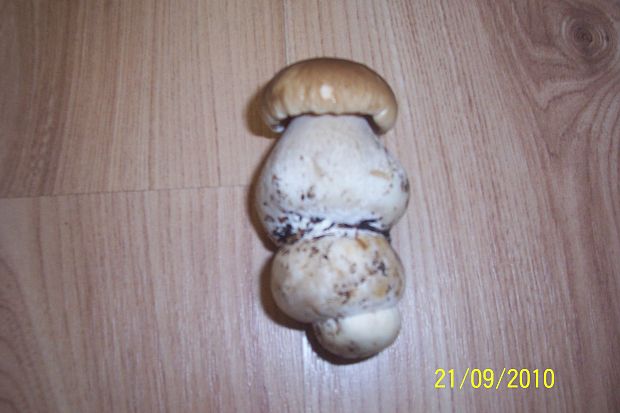 hríb smrekový Boletus edulis Bull.