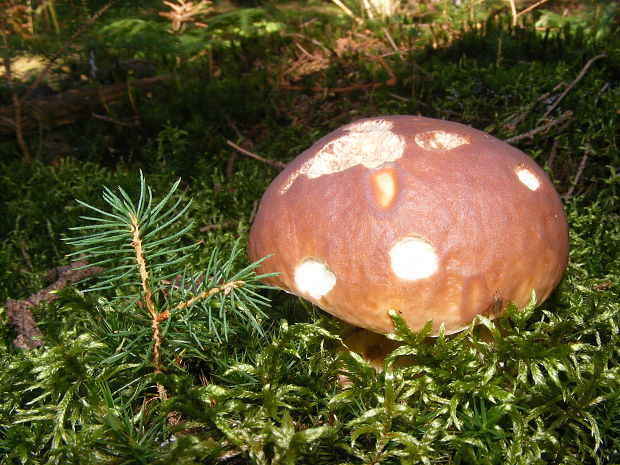 hríb smrekový Boletus edulis Bull.