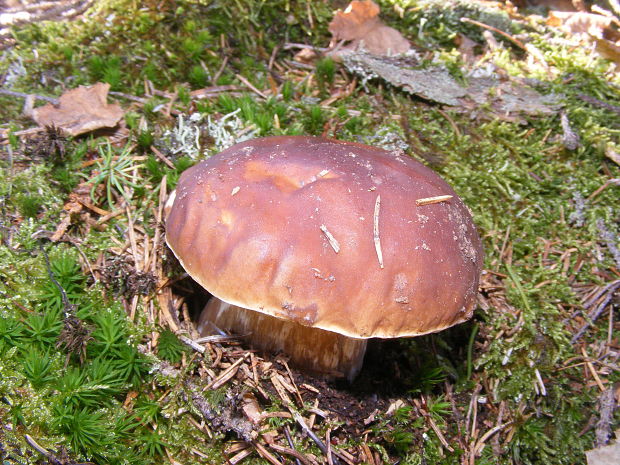 hríb smrekový Boletus edulis Bull.