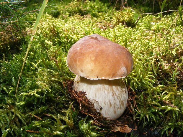 hríb smrekový Boletus edulis Bull.