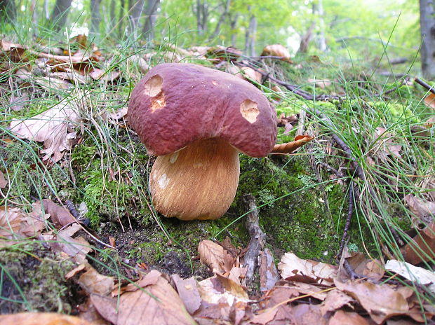 hríb sosnový Boletus pinophilus Pil. et Dermek in Pil.