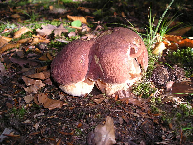 hríb sosnový Boletus pinophilus Pil. et Dermek in Pil.