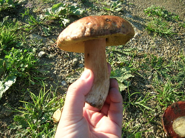 hríb dubový Boletus reticulatus Schaeff.