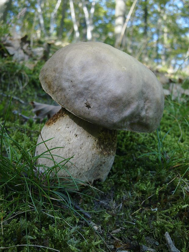 hríb dubový Boletus reticulatus Schaeff.