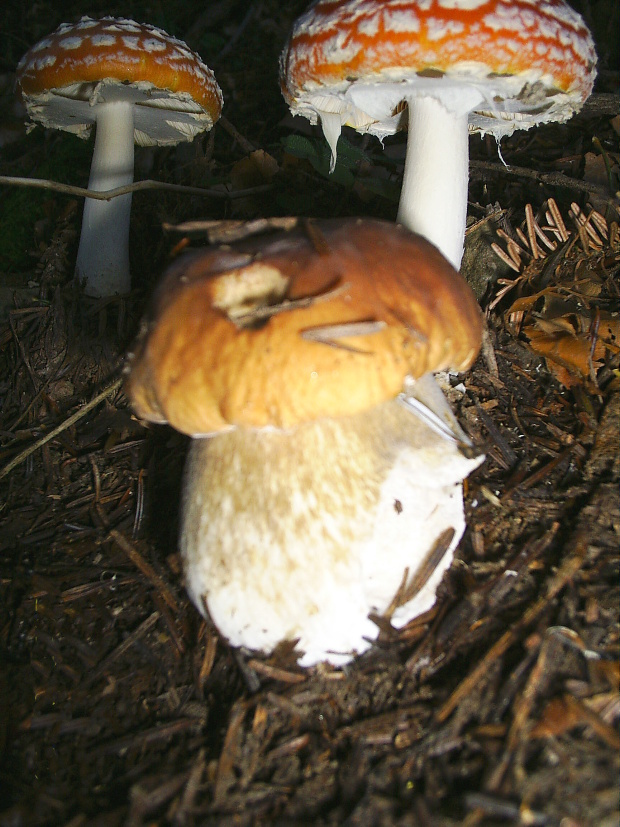 hríb Boletus sp.