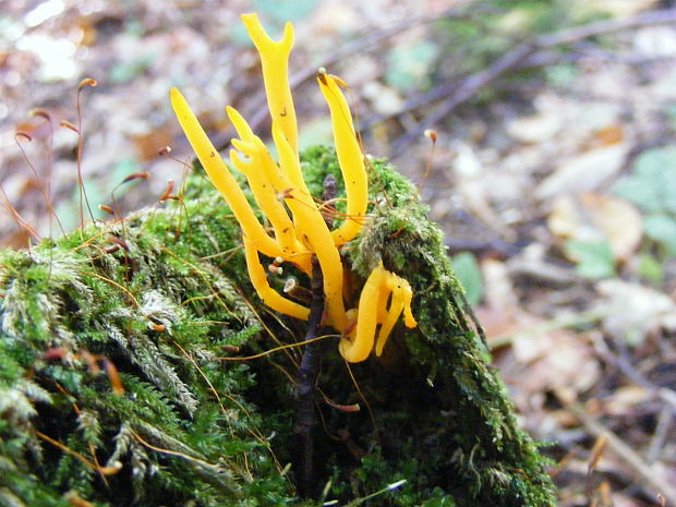 parôžkovec lepkavý Calocera viscosa (Pers.) Fr.