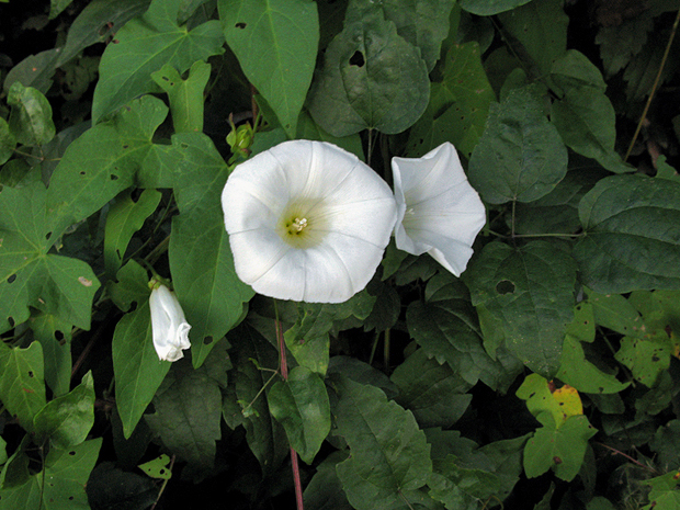 povoja plotná Calystegia sepium (L.) R. Br.