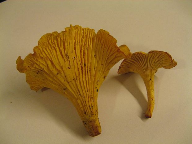 kuriatko Cantharellus sp.