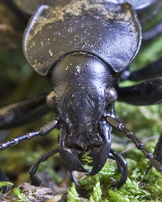 bystruška kožovitá Carabus coriaceus