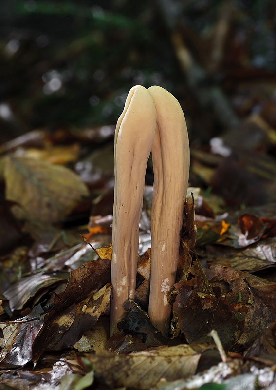 kyjak obrovský Clavariadelphus pistillaris (Fr.) Donk