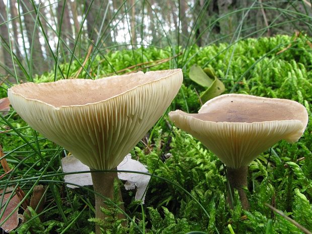 strmuľka   ? Clitocybe sp.        ?