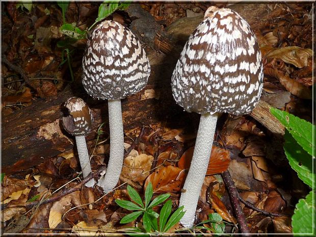 hnojník strakatý Coprinopsis picacea (Bull.) Redhead, Vilgalys & Moncalvo