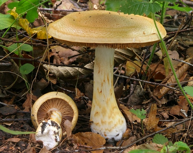 pavučinovec Cortinarius sp.