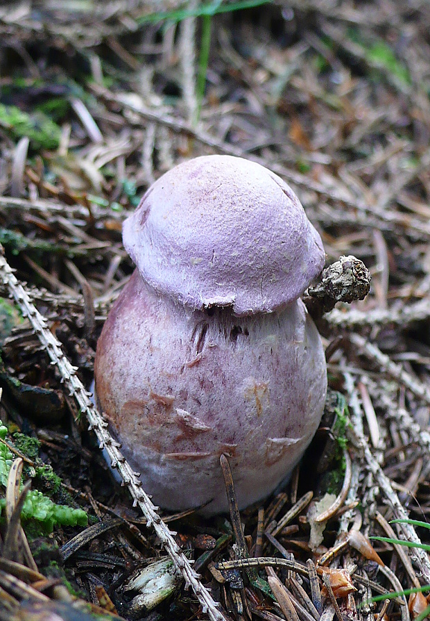 pavučinovec Cortinarius sp.