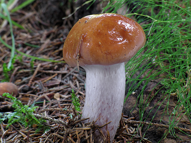 pavučinovec Cortinarius sp.