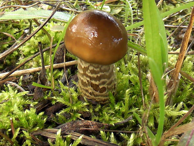 pavučinovec mazľavý Cortinarius trivialis J.E. Lange