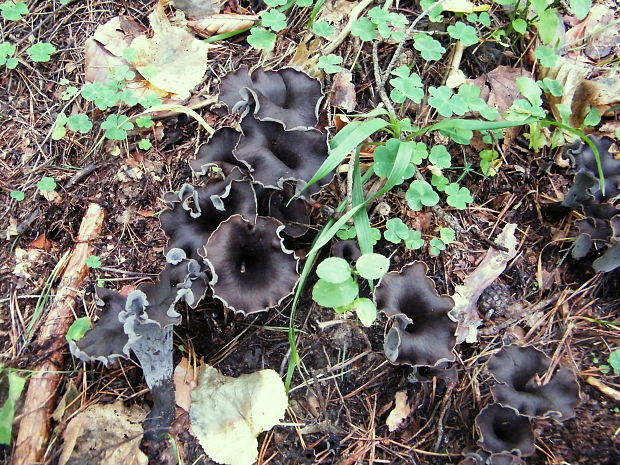 lievik trúbkovitý Craterellus cornucopioides (L.) Pers.