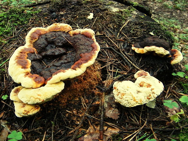 trámovka anízová Gloeophyllum odoratum (Wulfen) Imazeki