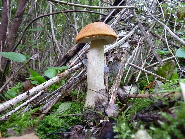 kozák osikový Leccinum albostipitatum den Bakker & Noordel.