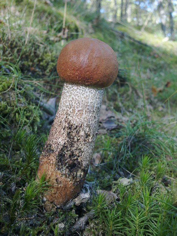 kozák dubový Leccinum aurantiacum (Bull.) Gray