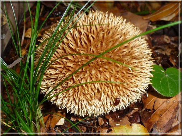 prášnica pichliačová Lycoperdon echinatum Pers.