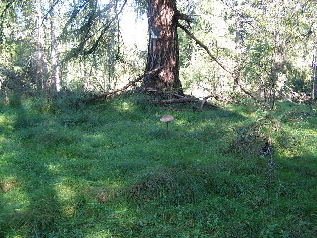 bedľa vysoká Macrolepiota procera (Scop.) Singer