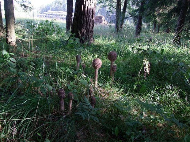 bedľa vysoká Macrolepiota procera (Scop.) Singer