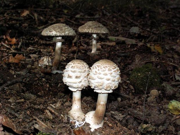 bedľa vysoká Macrolepiota procera (Scop.) Singer