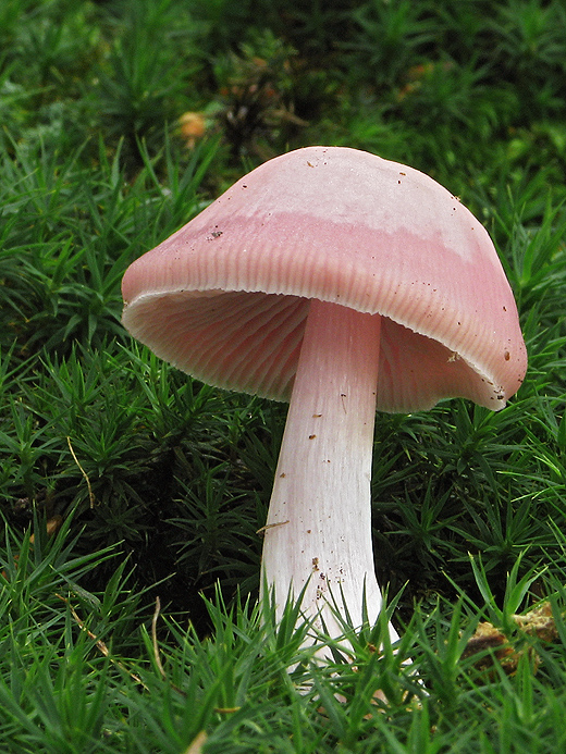 prilbička ružovkastá Mycena rosea Gramberg