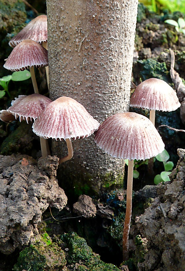 prilbička ? Mycena sp.