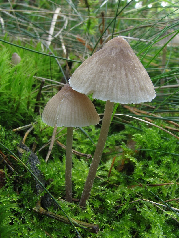 prilbička zefírová Mycena zephirus (Fr.) P. Kumm.