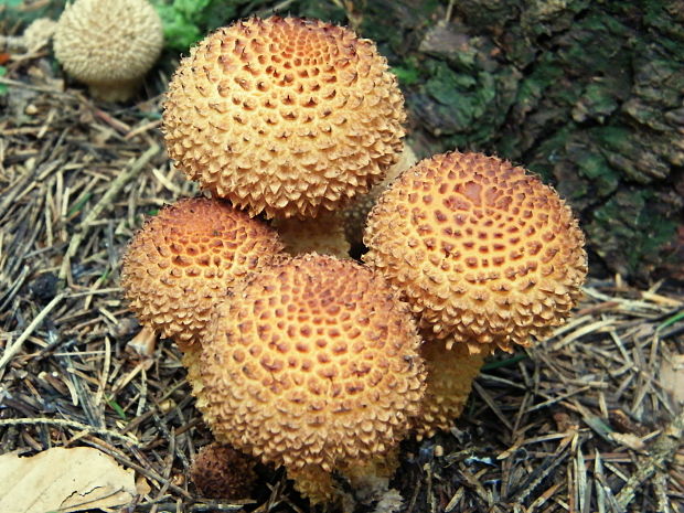 šupinovka šupinatá Pholiota squarrosa (Vahl) P. Kumm.