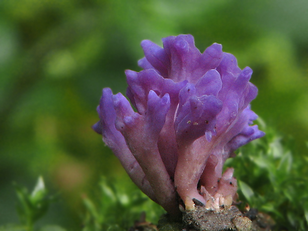 pastrapačka fialová Ramariopsis pulchella (Boud.) Corner