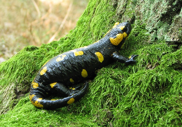 salamandra škvrnitá Salamandra salamandra