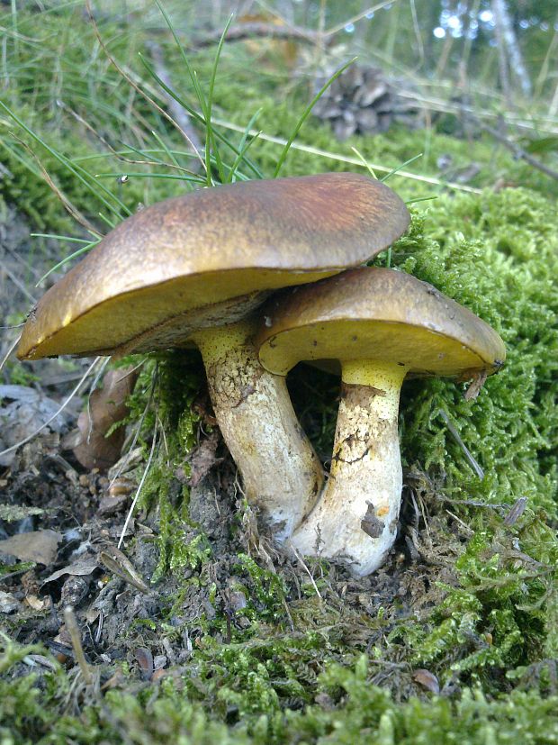 masliak obyčajný Suillus luteus (L.) Roussel